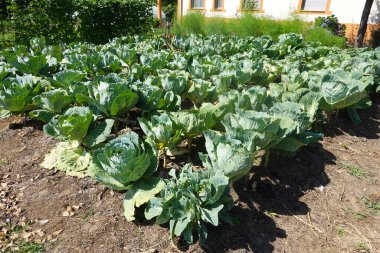 Güneşli bir günde yeşilliklerle çevrili yemyeşil lahana bitkileriyle dolu gelişen bir bahçe..