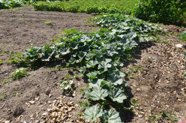 Sağlıklı bir kabak sarmaşığı kırsal bir bahçeye yayılır ve güneşin altında geniş yeşil yapraklar sergiler..