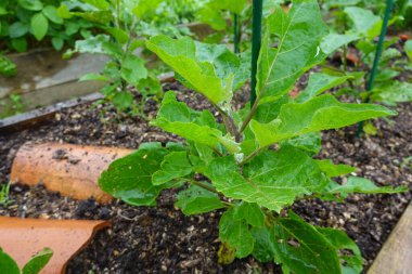 Close-up of a young eggplant plant in a raised garden bed, with fresh leaves glistening with raindrops and supported by a stake.