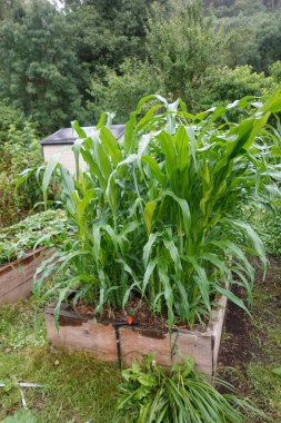 Yeşillikle çevrili, ahşap bir bahçe yatağında büyüyen gür, uzun mısır bitkileri..