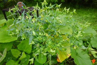 Yeşil yapraklı ve sabah çiğ taneleriyle kaplı, yemyeşil çimenli bir bitkinin yakınından..