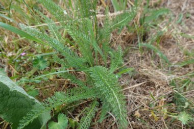 İnce bölünmüş yeşil yapraklarını sergileyen bir kiremit bitkisinin yakın çekimi, bir tarlada doğal olarak büyüyen kuru otlar arasında.