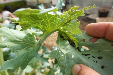 Close-up of a hand holding a cabbage leaf with visible caterpillar damage, including holes and droppings, indicating pest infestation. clipart