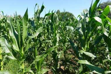 Gelişen bir mısır tarlası. Uzun, yeşil sapları parlak güneş ışığıyla yıkanmış. Sağlıklı tarımsal gelişim gösteriyor..