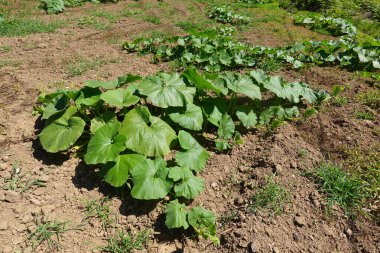Büyük yeşil yapraklı kabak bitkileri güneşli bir bahçede serpilmiş toprakla çevrili..
