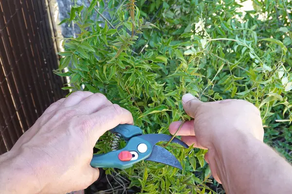 stock image Hands pruning a jasmine plant using green garden shears, focusing on maintaining plant health and shaping.