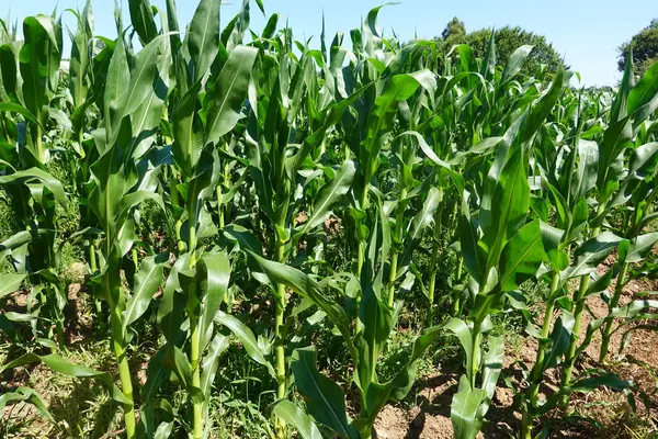 stock image A field of lush, tall green corn stalks thriving under the bright summer sun, showing healthy growth.