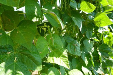 Yeşillik bir fasulye bitkisine yakın çekim, yemyeşil yapraklar ve güneş altında büyüyen küçük fasulye kabukları.