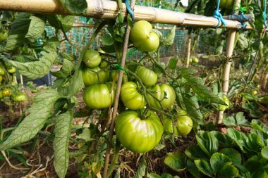 Close-up of green tomatoes ripening on a staked plant in a well-maintained garden, supported by bamboo poles. clipart