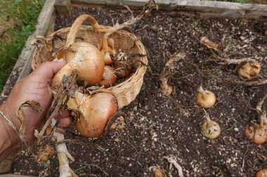 Kaldırılmış bir bahçe yatağında hasat edilmiş soğanları hasat sepetinin üzerinde tutan bir elin yakın çekimi..