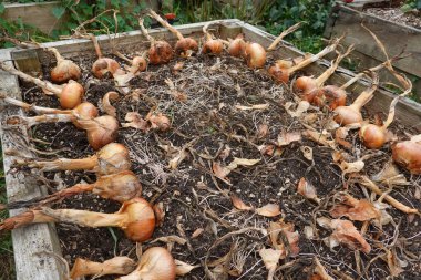 Taze hasat edilmiş soğanlar yükseltilmiş bir bahçe yatağında kuruyor, kurumuş soğan kabukları ile dairesel bir düzende diziliyor..