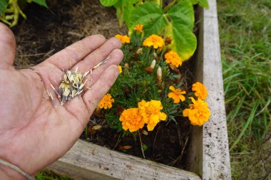 Close-up of a hand holding marigold seeds above a garden bed with blooming marigold flowers. clipart