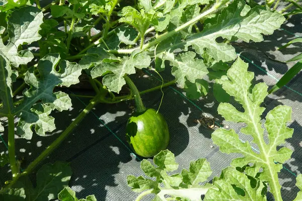 stock image A small watermelon ripening on the vine surrounded by large green leaves in a sunlit garden.