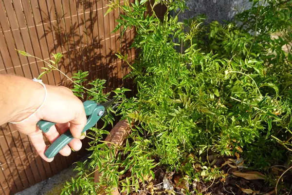 stock image Close-up of a hand using garden shears to prune a jasmine plant in an outdoor garden on a sunny day.