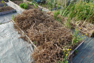 Dried and withered plants in a raised garden bed, signaling the end of the harvest season. clipart