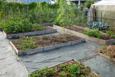 Raised garden beds with various vegetables and cover crops, including sunflowers and leafy greens, in a backyard garden. clipart