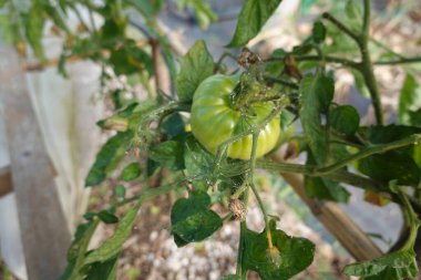 Bahçedeki sağlıklı yapraklarla çevrili, olgunlaşmamış yeşil domatesin yakın çekimi..