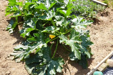 Geniş yeşil yaprakları ve sarı çiçekleri olan canlı bir kabak bitkisi iyi korunmuş bir bahçede yetişiyor..