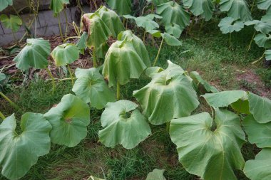 Large pumpkin leaves wilted and fallen, likely caused by excessive heat or lack of water in a garden setting. clipart