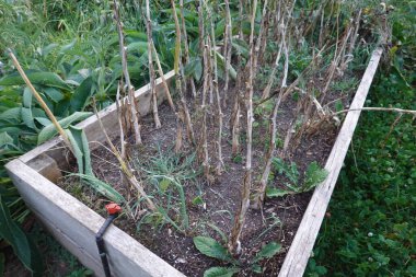 Tahta kaldırılmış bir yatakta sarımsak solmuş. Büyüme döngüsünün sonunu bir ev bahçesinde gösteriyor..