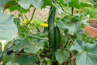 Bahçedeki bir sarmaşıktan sarkan sağlıklı salatalıklar, yeşil yapraklar ve sarı çiçeklerle çevrili..
