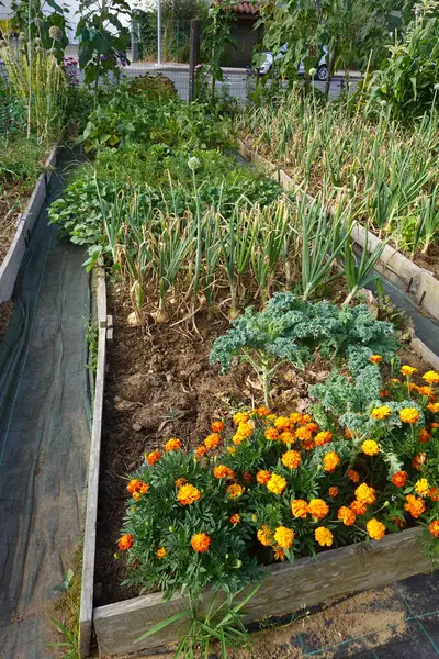 stock image A well-maintained raised garden featuring onions, kale, marigolds, and other vegetables in an urban backyard setting.