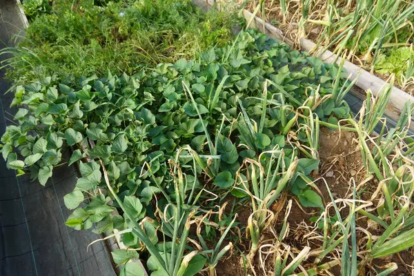 stock image Growing onion and sweet potato plants in a raised garden bed, showcasing companion planting in a home garden.