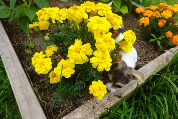 stock image A playful puppy peeks out from under vibrant yellow marigold flowers in a raised garden bed.