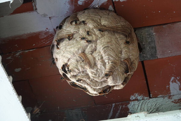 A detailed view of an Asian hornet nest in the ceiling of an abandoned building, with hornets actively swarming around it.