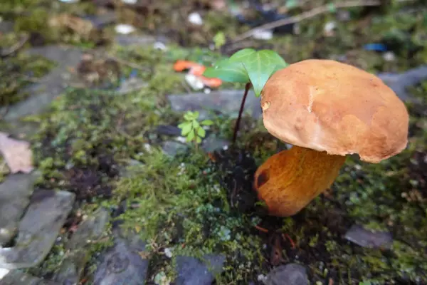 stock image Close-up of a wild mushroom emerging from mossy ground in an urban area, symbolizing nature reclaiming abandoned spaces.