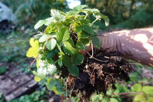 stock image A close-up of a wild strawberry plant held by hand, showcasing its roots, leaves, and soil in a natural environment.