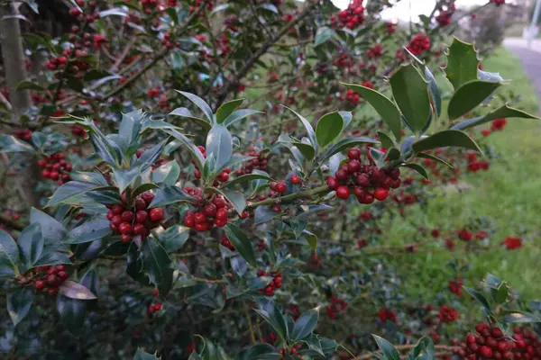 stock image Holly bush featuring vibrant red berries and glossy green leaves in a natural outdoor setting.