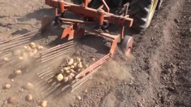 Traktör, hasat mevsiminde topraktan çıkarmak için metal çubuklar kullanarak patates topluyor..