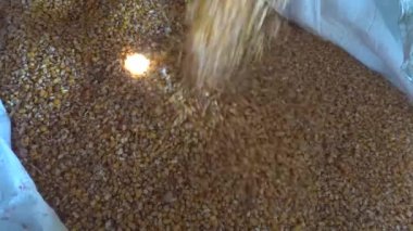 Tarımsal bir ortamda çekirdekleri koçanlardan ayıran makineler ile mısır bombalama işlemine yakın çekim. Mekanik teçhizat mısırları aktif olarak bombardıman ediyor. Çekirdekler hasat mevsiminde konteynıra dökülüyor..