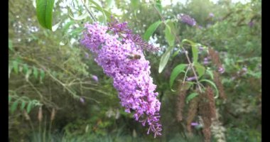 Arı, Buddleja Daviddii 'nin leylak çiçeklerine tünemiş rüzgar tarafından taşınmış. Kelebek çalısı yabani bitki