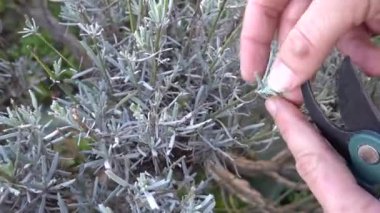 Lavanta kesiği hazırlamak için genç dalları kesen yakın plan bir adam. aromatik çalı kesikleri için dallar.