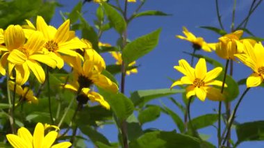 Kudüs enginarının sarı çiçeği rüzgarla hareket etti. polen taşıyıcılarla tupinambur ekimi.