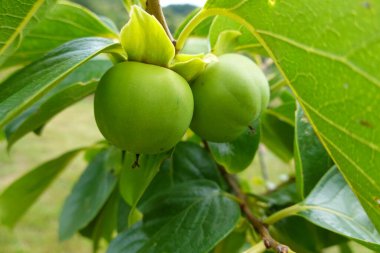 close-up of green persimmon fruit growing on the tree. fresh persimmon fruit in the orchard clipart