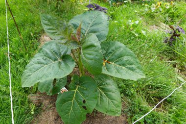 Bahçede büyüyen domates ağacı. Tamarillo ekimi. Genç domates ağacı bitkisi.