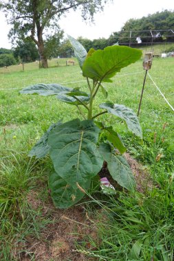 tree tomato growing in the garden healthy. young tamarillo developing. clipart