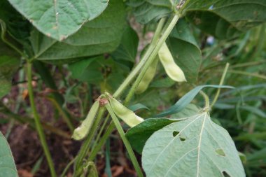 sebze bahçesinde edamame ekimi. soya fasulyesi kabukları, yapraklar ve çiçekler büyüyor..