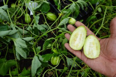 man holding fruit of cucumis anguria, halved, West Indian cucumber crop or ripe and harvested cucumber hedgehog cucumber clipart