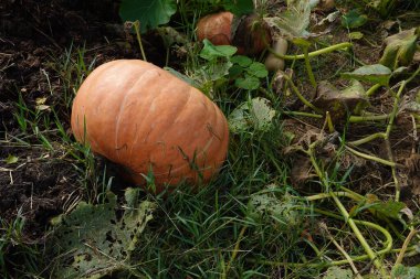 pumpkin ripening in the vegetable garden. giant pumpkin in autumn for decoration clipart