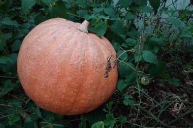 Sebze bahçesinde toplanmış yuvarlak balkabağı. Serada büyük balkabağı kuruyor..