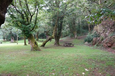 Moss-covered chestnut trees stand tall in a peaceful forest park, with picnic tables scattered among the greenery. The tranquil setting is surrounded by lush foliage and rocky terrain, offering a serene space for outdoor relaxation.