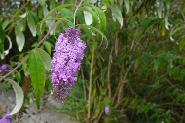 Close-up of a purple butterfly bush (Buddleja) flower cluster with vibrant green leaves, set against a natural background of trees and foliage. The delicate purple flowers contrast beautifully with the lush greenery, showcasing a peaceful outdoor sce clipart