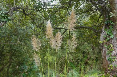 Tüylü tüylü otlar ağaçların ve yeşilliklerin yoğun arka planına karşı yükselir. Tüylerin yumuşak bej renkleri yemyeşil yapraklarla tezat oluşturarak vahşi ve evcilleştirilmemiş bir ortamda doğanın sakin bir manzarasını oluşturuyor..
