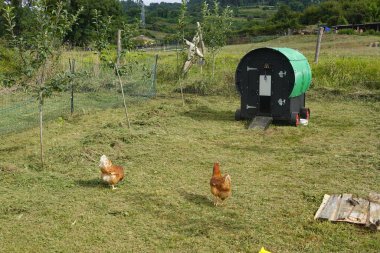 Genç ağaçlar ve çitlerle çevrili, kırsal bir çiftlikte, modern yeşil bir tavuk kümesinin yanında gezinen iki tavuk. Sahnede sürdürülebilir çiftçilik ve açık havada kümes hayvanları bakımı vurgulanıyor.