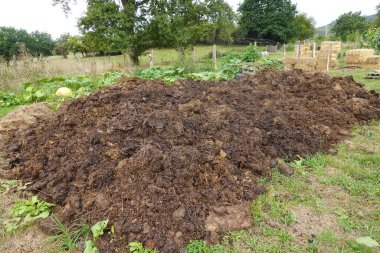 Yeşil bitkiler ve saman balyalarıyla çevrili bir çiftlik bahçesinde çürüyen büyük bir gübre yığını. Bu organik madde toprağı gübrelemek, sürdürülebilir tarım ve bahçıvanlık uygulamalarına katkıda bulunmak için kullanılır..