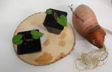 Two potted sweet potato sprouts and a larger sweet potato with roots and shoots, placed on a wooden disc, showcasing early plant propagation. clipart